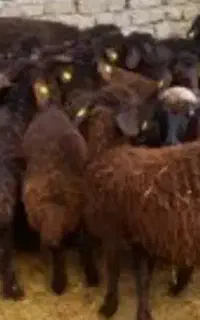 6راس بره ماده افشار مخصوص داشت