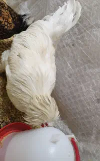 تخم‌ نطفه دار انواع مرغ
