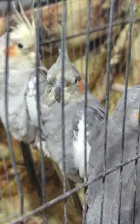 عروس هلندی