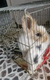 خرگوش لپی بامزه