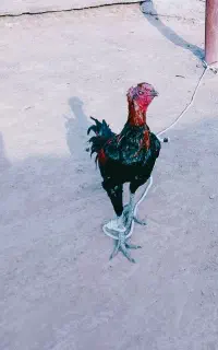 خروس لاری اصیل