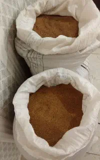 بذر ینجه محلی