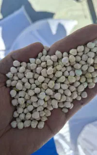 کاه نخود فروشی