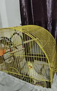 دو عدد عروس هلندی
