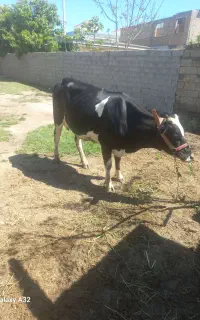 گاو محلی هلشتاین