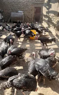 بوقلمون