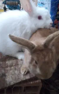 یک جفت خرگوش لوپ نر و ماده