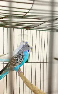 مرغ عشق