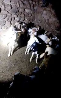 بز کهره دار
