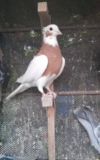طوق‌زرد‌ماده‌ومخمل‌سیاه‌ماده