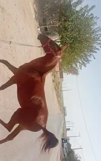 اسب کرد