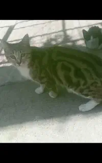 بچه گربه ازنژادخوب بسیار بازیگوش. صالح آباد