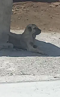 ماده سرابی کانکال وارداتی اسمه رسمدار