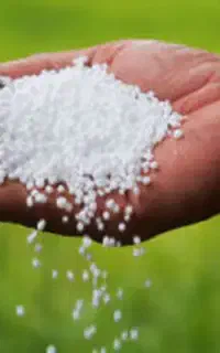 کودسفید