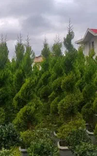 فروش ویژه کامیس و لافسون و سرو