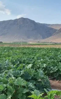 خدمات اجرای سیستم‌های آبیاری قطره‌ای و بارانی