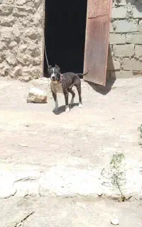 پیتبول