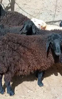 سلام بره گوسفند نر و ماده