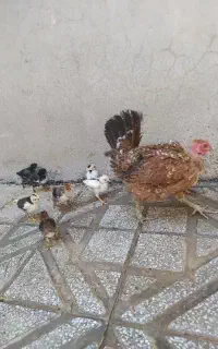 جوجه گلین لری