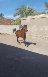 اسب‌فروش‌عرب‌