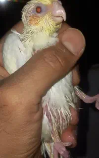 جوجه عروس هلندی سرلاکی.