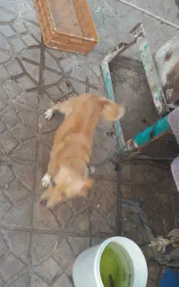 سگ پامر روباهی