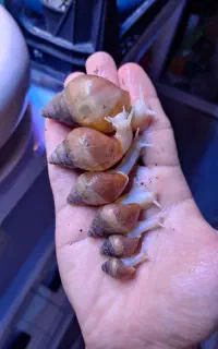 حلزون آچاتینا