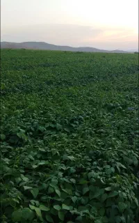کارگر برای کارکشاوری ماهیانه برجی