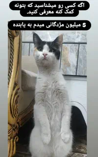 گمشده