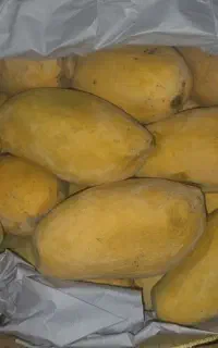 انبه جعبه کیلوی ۳۷۰ هزار