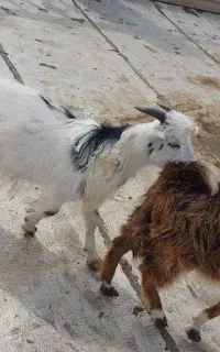 فروش دو راس بز نر جوان ۶ ماهه