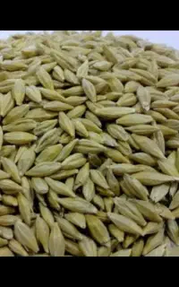 جو رقم سرارود .