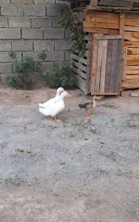 اردک.
