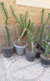 گل کاکتوس