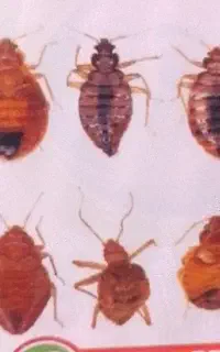 سمپاشی مختص ساس بدون شستشو سم پاسی