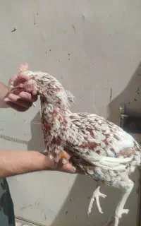 مرغ لاری و مرغابی