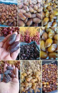 خرمای تازه قصرشیرین