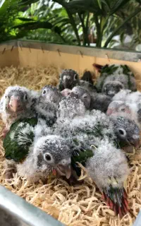 جوجه‌گرینچیک سرلاکی