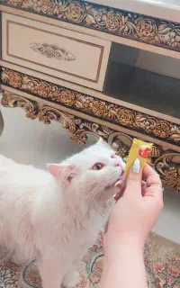 گربه نر پرشین