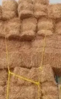 گاه کلش برنج شمال کیاشهر افتاب خورده