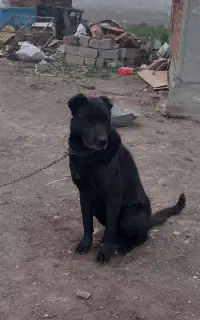 سلام سگ سرابی معاوضه با مرغ تخم  گذار