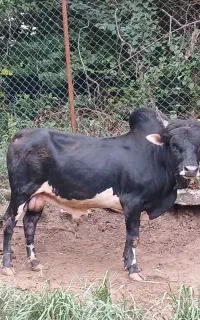 ورزا محلی