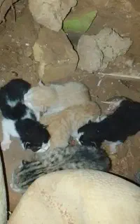 واگزاری بچه گربه