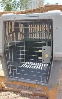 باکس حمل و نقل سگ