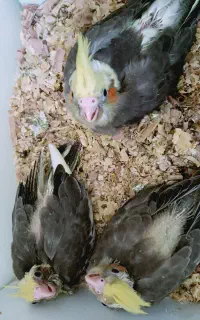 عروس سرلاکی