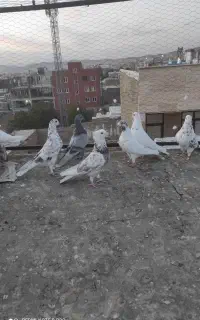 کفترغریبگیر