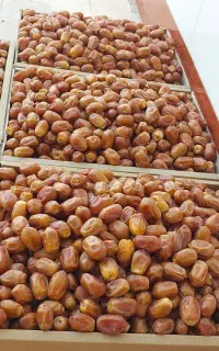 خرمای زاهدی(قصب) درجه یک پشتکوه
