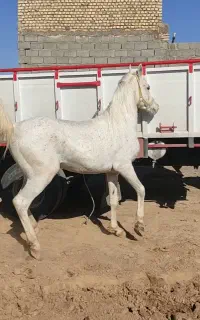 اسب سفید عرب مصری