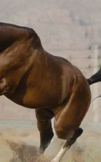 خرید و فروش اسب