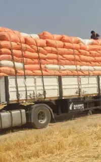 کاه خوب کردستان سفید یک تریلی دارم